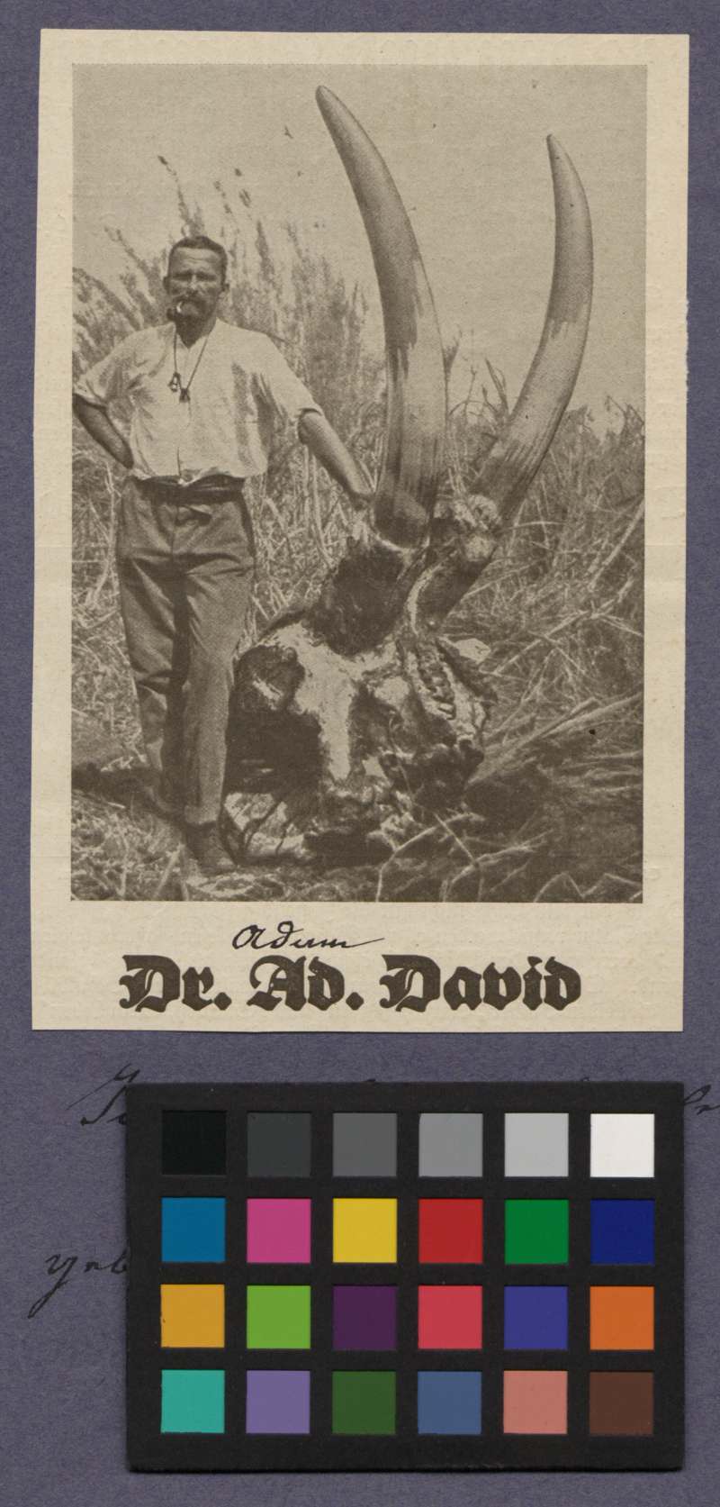 Buchumschlag - [Porträt von Adam David]
